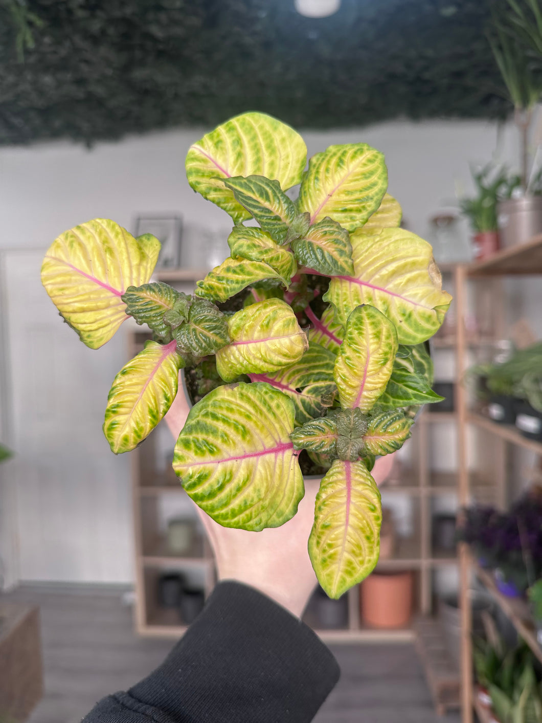 Iresine Herbstii ‘Gold Star’