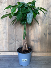 Load image into Gallery viewer, Pachira Aquatica - Money Tree
