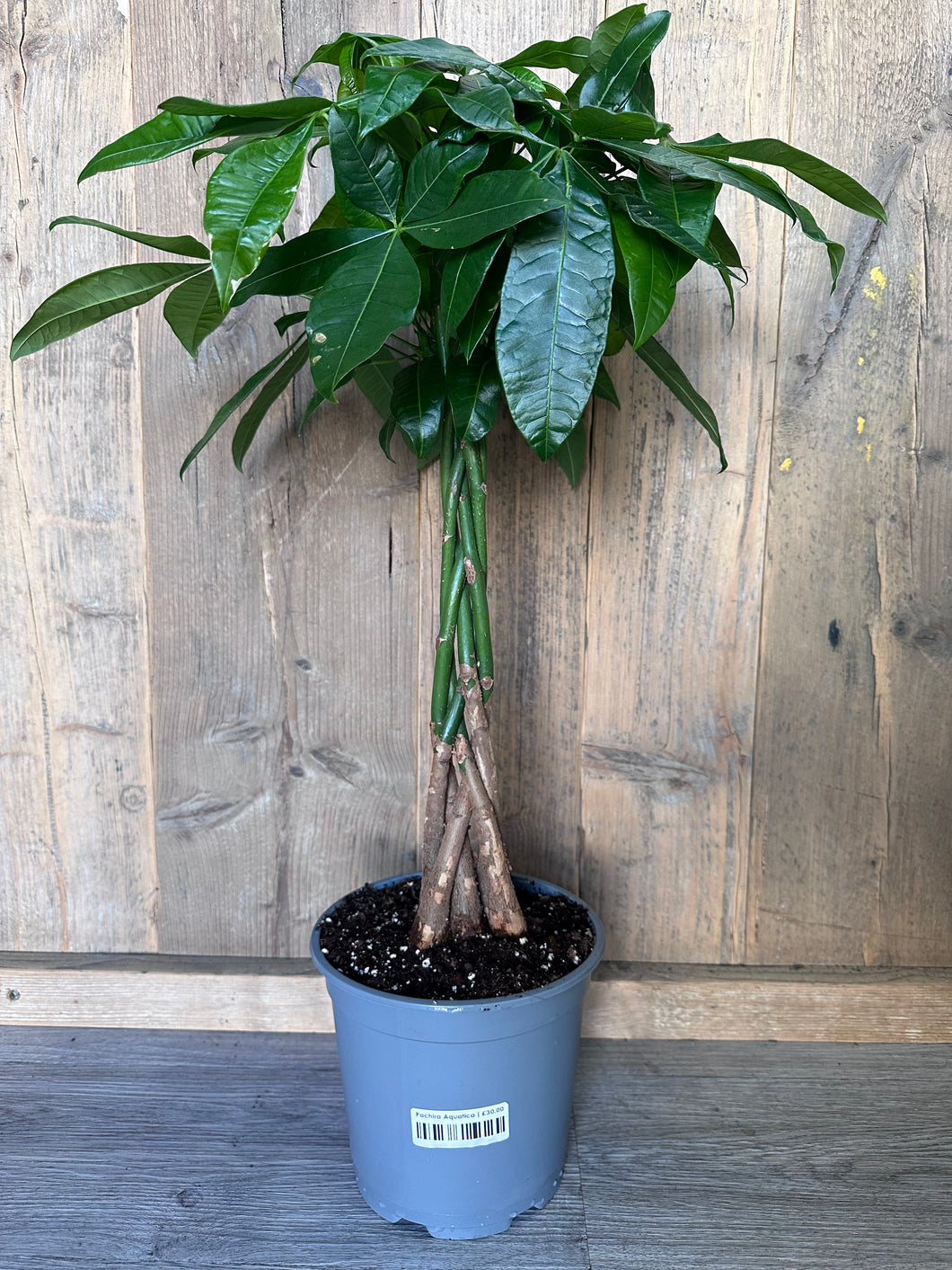 Pachira Aquatica - Money Tree