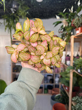 Load image into Gallery viewer, Fittonia ‘Nerve Plant’
