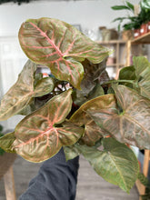 Load image into Gallery viewer, Syngonium Maria
