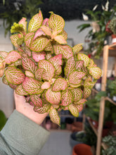 Load image into Gallery viewer, Fittonia ‘Nerve Plant’
