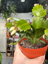 Load image into Gallery viewer, Schlumbergera
