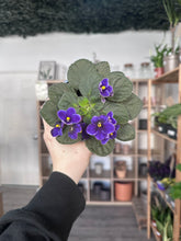 Load image into Gallery viewer, African Violet
