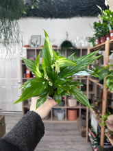 Load image into Gallery viewer, Peace Lily
