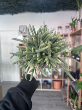 Load image into Gallery viewer, Rhipsalis Horrida
