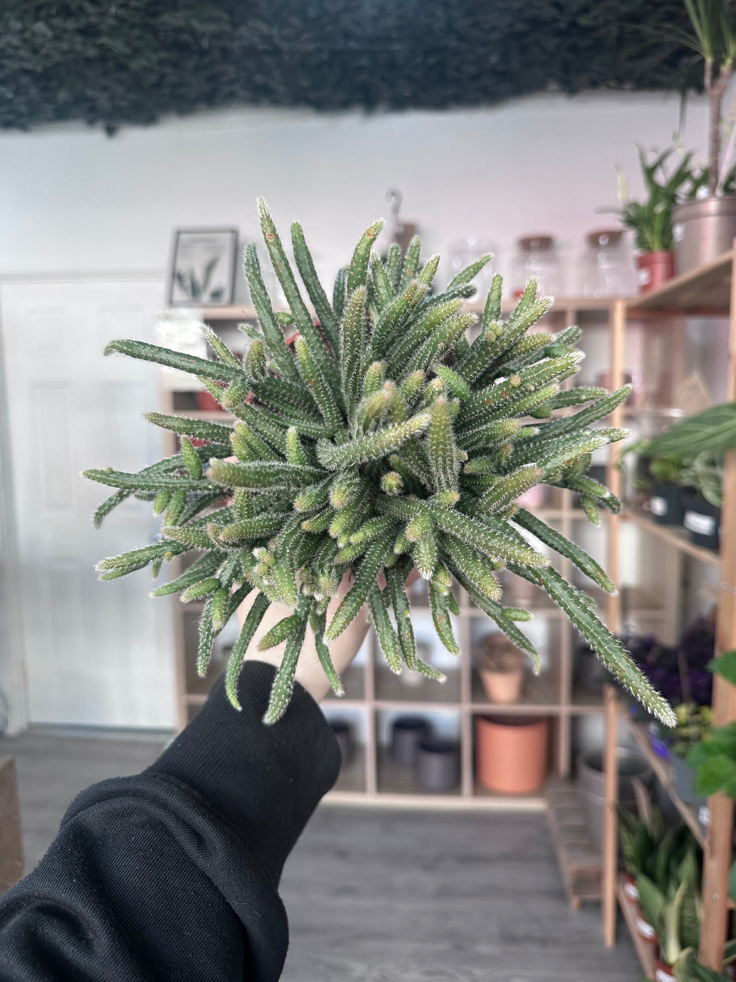 Rhipsalis Horrida