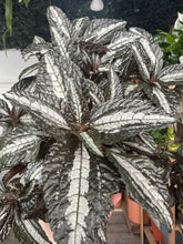 Load image into Gallery viewer, Pilea Silver Tree

