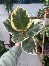 Load image into Gallery viewer, Ficus Tineke
