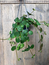 Load image into Gallery viewer, Peperomia Hope
