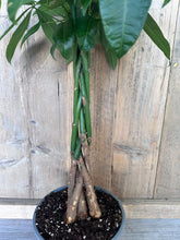 Load image into Gallery viewer, Pachira Aquatica - Money Tree
