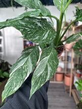 Load image into Gallery viewer, Spathiphyllum Diamond - Variegated Peace Lily
