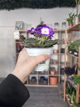 Load image into Gallery viewer, African Violet
