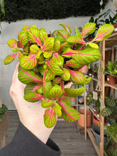 Load image into Gallery viewer, Fittonia ‘Nerve Plant’ Lime Green and Pink
