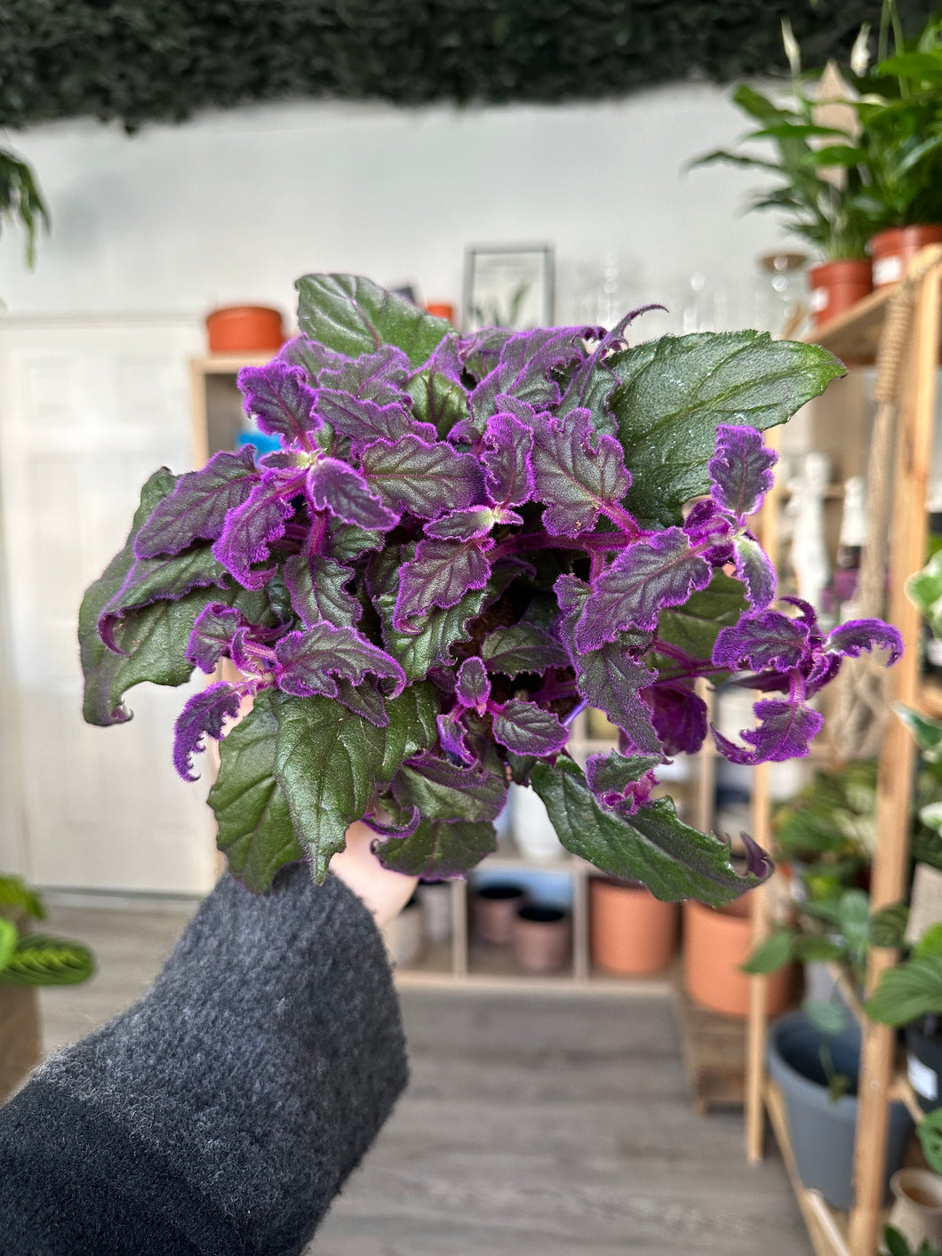 Purple Passion