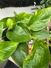Load image into Gallery viewer, Epipremnum Aureum &#39;Golden Pothos&#39;
