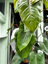 Load image into Gallery viewer, Philodendron ‘Red Emerald’
