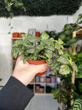 Load image into Gallery viewer, Fittonia White and Green
