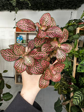 Load image into Gallery viewer, Fittonia Pink and Green ‘Nerve Plant’
