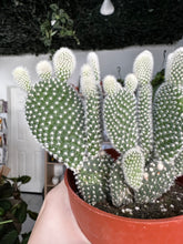 Load image into Gallery viewer, Opuntia Albata
