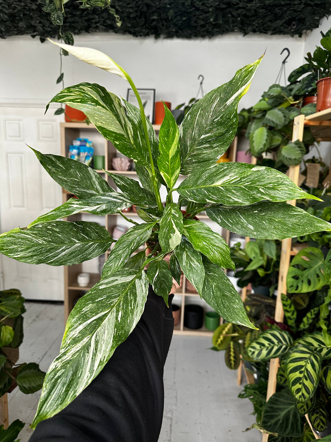 Spathiphyllum Diamond - Variegated Peace Lily