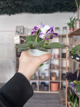 Load image into Gallery viewer, African Violet
