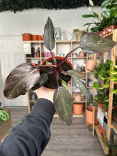 Load image into Gallery viewer, Philodendron Pink Princess
