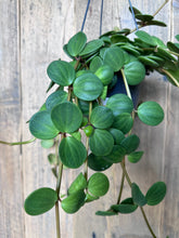 Load image into Gallery viewer, Peperomia Hope
