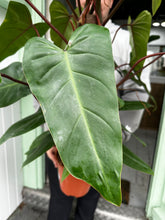 Load image into Gallery viewer, Philodendron ‘Red Emerald’
