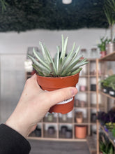 Load image into Gallery viewer, Senecio Scaposus
