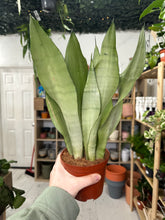 Load image into Gallery viewer, Sansevieria Moonshine
