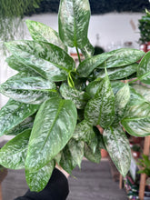 Load image into Gallery viewer, Schismatoglottis Scortechinii
