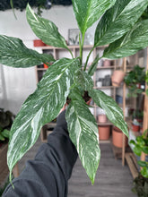 Load image into Gallery viewer, Spathiphyllum Diamond - Variegated Peace Lily
