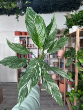 Load image into Gallery viewer, Spathiphyllum Diamond - Variegated Peace Lily
