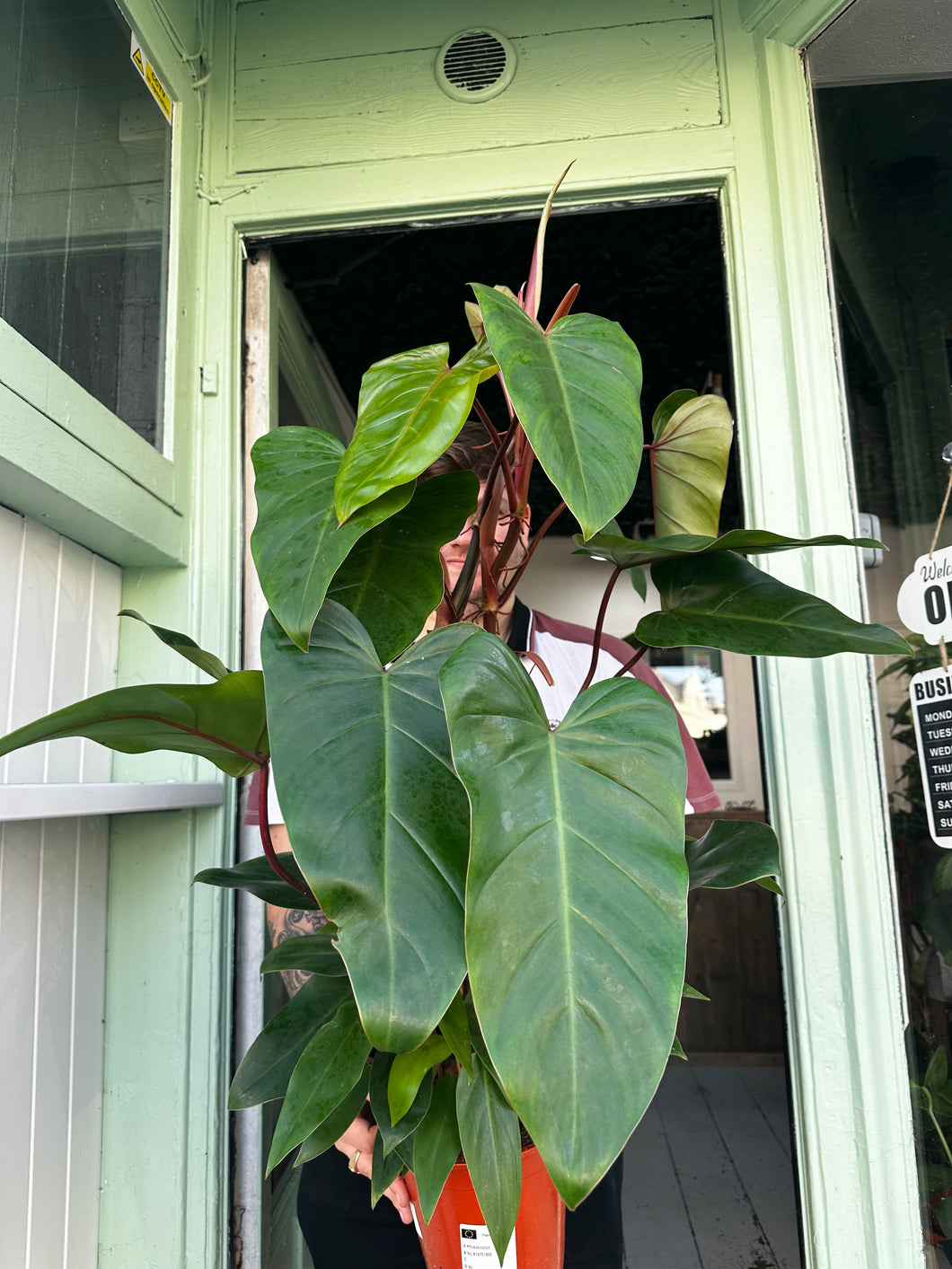Philodendron ‘Red Emerald’