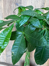 Load image into Gallery viewer, Pachira Aquatica - Money Tree

