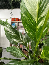 Load image into Gallery viewer, Spathiphyllum Diamond - Variegated Peace Lily
