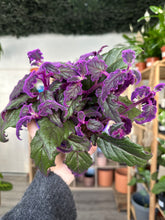 Load image into Gallery viewer, Purple Passion
