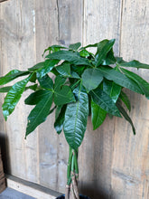 Load image into Gallery viewer, Pachira Aquatica - Money Tree
