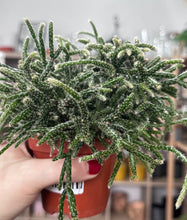 Load image into Gallery viewer, Rhipsalis Pilocarpa
