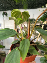 Load image into Gallery viewer, Philodendron Fuzzy Petiole
