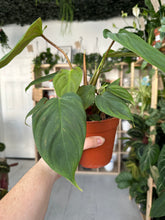Load image into Gallery viewer, Philodendron Fuzzy Petiole
