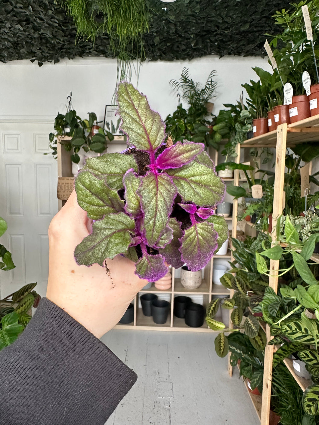 Purple Passion