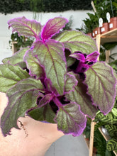Load image into Gallery viewer, Purple Passion
