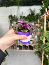 Load image into Gallery viewer, Purple Passion
