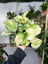Load image into Gallery viewer, Epipremnum Happy Leaf - Manjula Pothos
