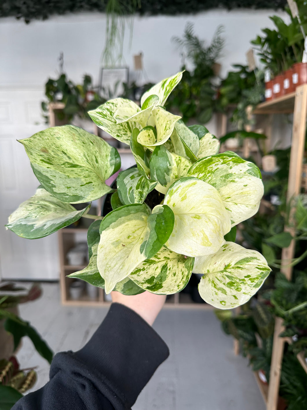 Epipremnum Happy Leaf - Manjula Pothos