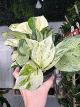 Load image into Gallery viewer, Epipremnum Happy Leaf - Manjula Pothos
