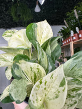 Load image into Gallery viewer, Epipremnum Happy Leaf - Manjula Pothos
