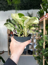 Load image into Gallery viewer, Epipremnum Happy Leaf - Manjula Pothos
